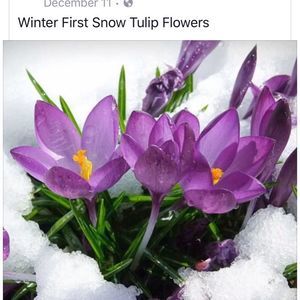 Meet your Posher, Srbui